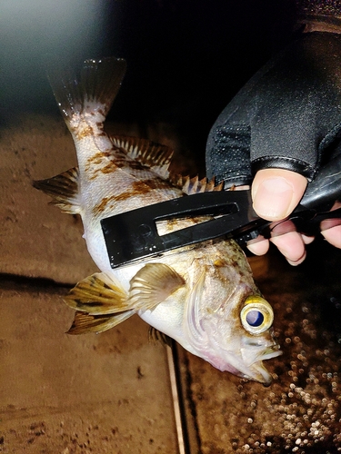 メバルの釣果