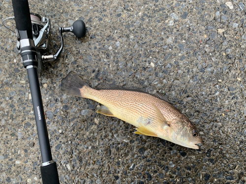 ニベの釣果