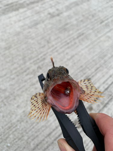 アラカブの釣果