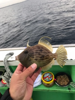 カワハギの釣果