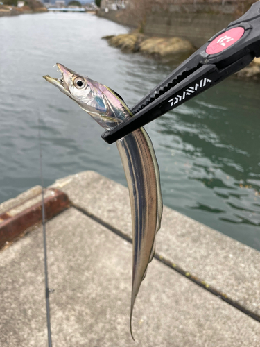 タチウオの釣果