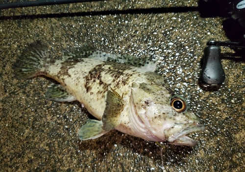 ムラソイの釣果