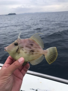 カワハギの釣果