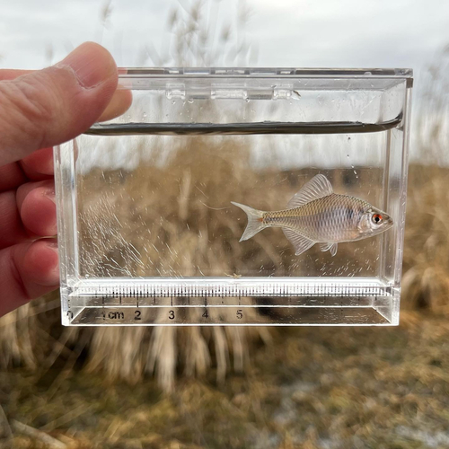 タイリクバラタナゴの釣果