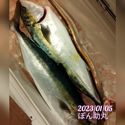 ワラサの釣果