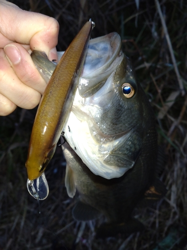 ラージマウスバスの釣果