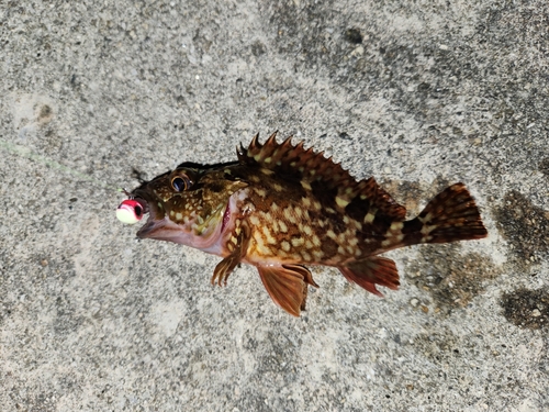 カサゴの釣果