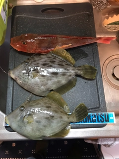 カワハギの釣果