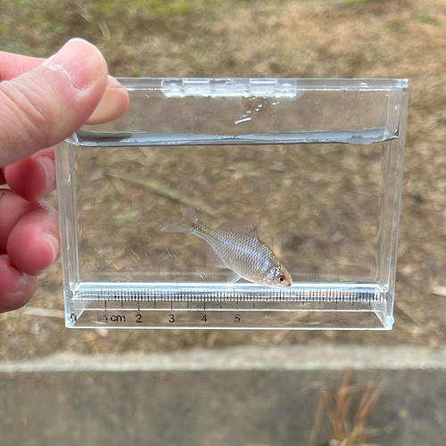 タイリクバラタナゴの釣果