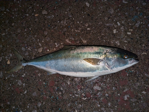 ハマチの釣果