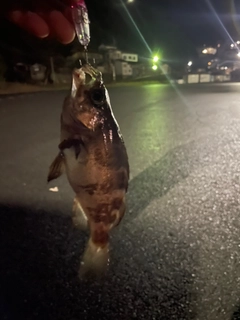 メバルの釣果