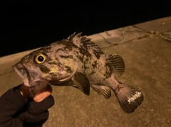 クロソイの釣果