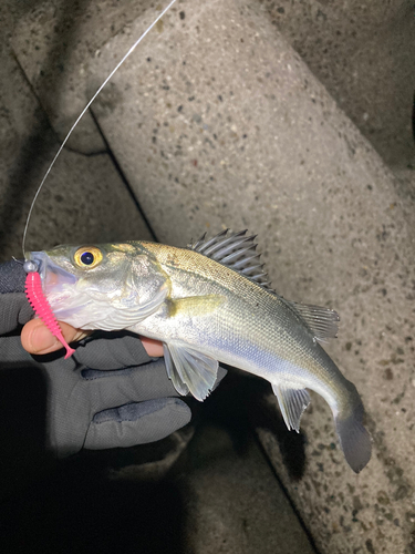 セイゴ（マルスズキ）の釣果