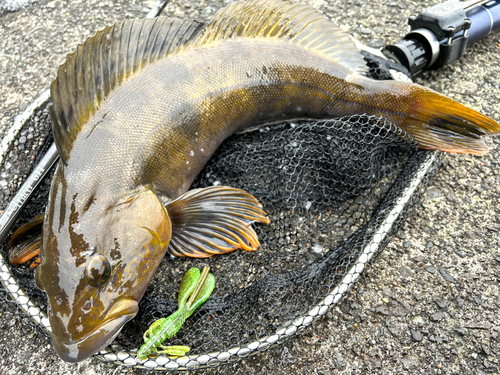 アイナメの釣果