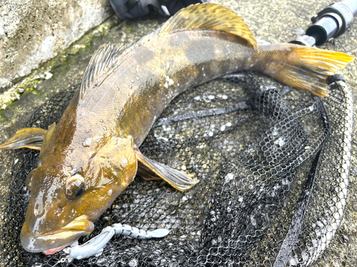 アイナメの釣果