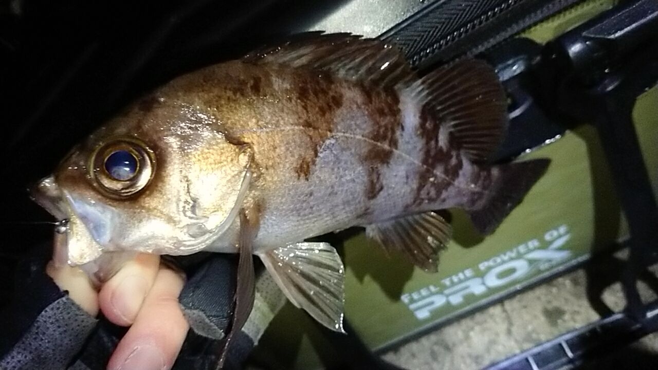 メバル