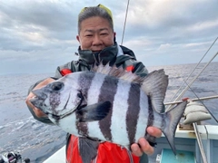 イシダイの釣果