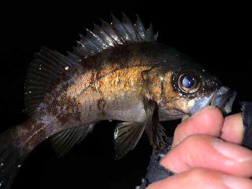 メバルの釣果