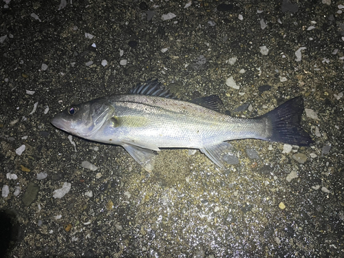 セイゴ（マルスズキ）の釣果