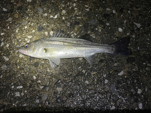 セイゴ（マルスズキ）の釣果