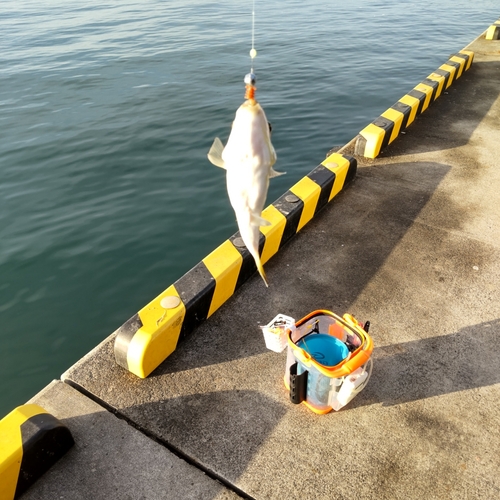 フグの釣果