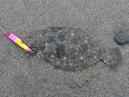 ヒラメの釣果