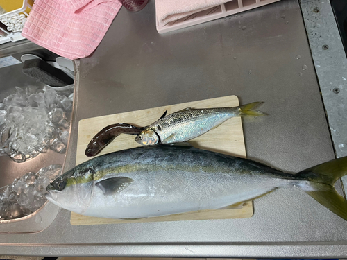 コノシロの釣果