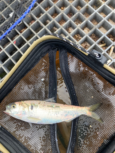 カタボシイワシの釣果