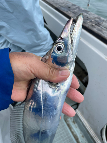 タチウオの釣果