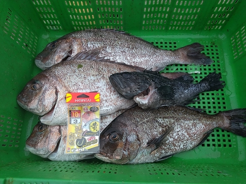 タイの釣果