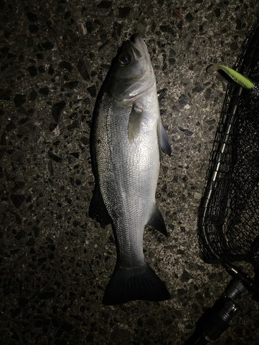 フッコ（マルスズキ）の釣果