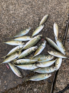 アジの釣果