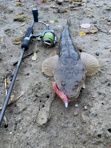 マゴチの釣果