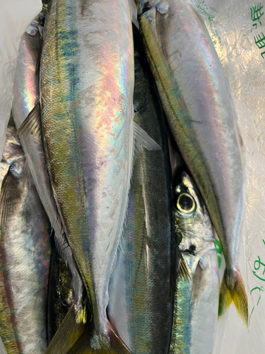 ムロアジの釣果