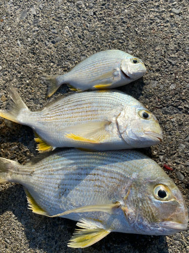 ヘダイの釣果