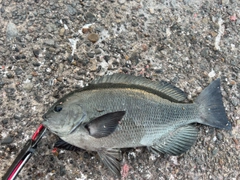 クチブトグレの釣果