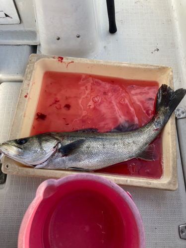 シーバスの釣果