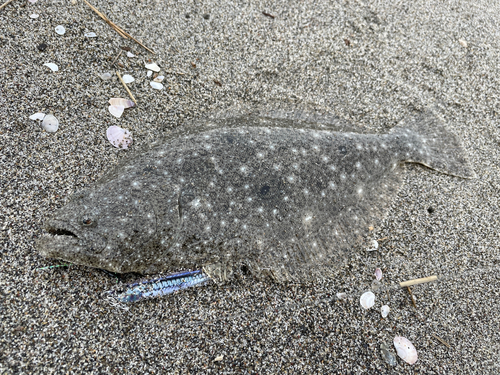 ソゲの釣果