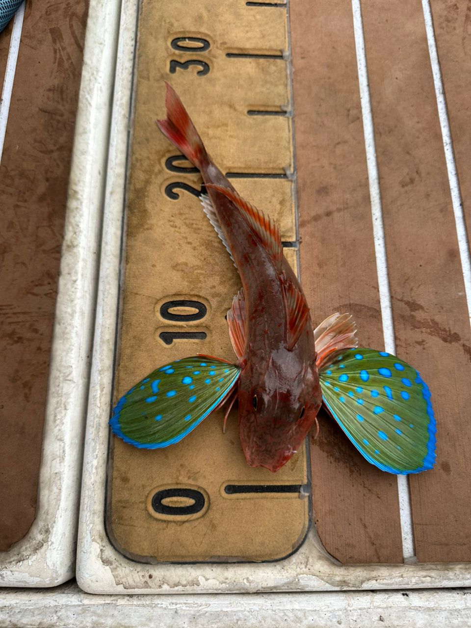 ホウボウ