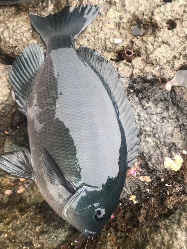 クチブトグレの釣果