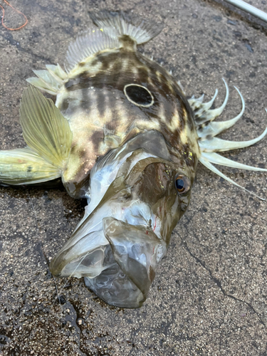 マトウダイの釣果