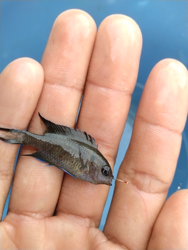 リボンスズメダイの釣果