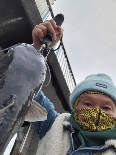 アメリカナマズの釣果