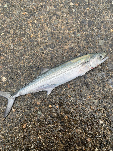 サゴシの釣果