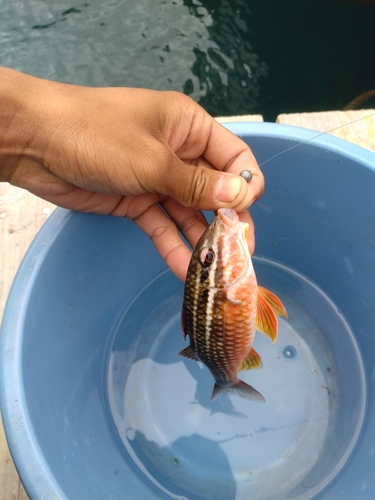 ホウライヒメジの釣果