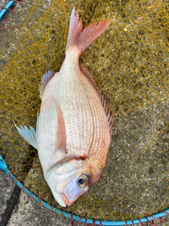 タイの釣果