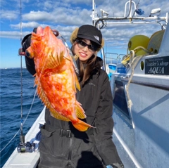 アヤメカサゴの釣果