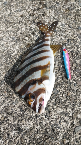 タカノハダイの釣果