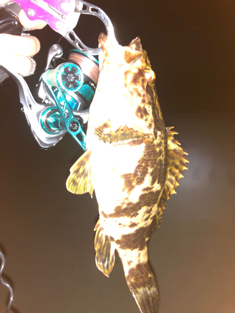 ベッコウゾイ