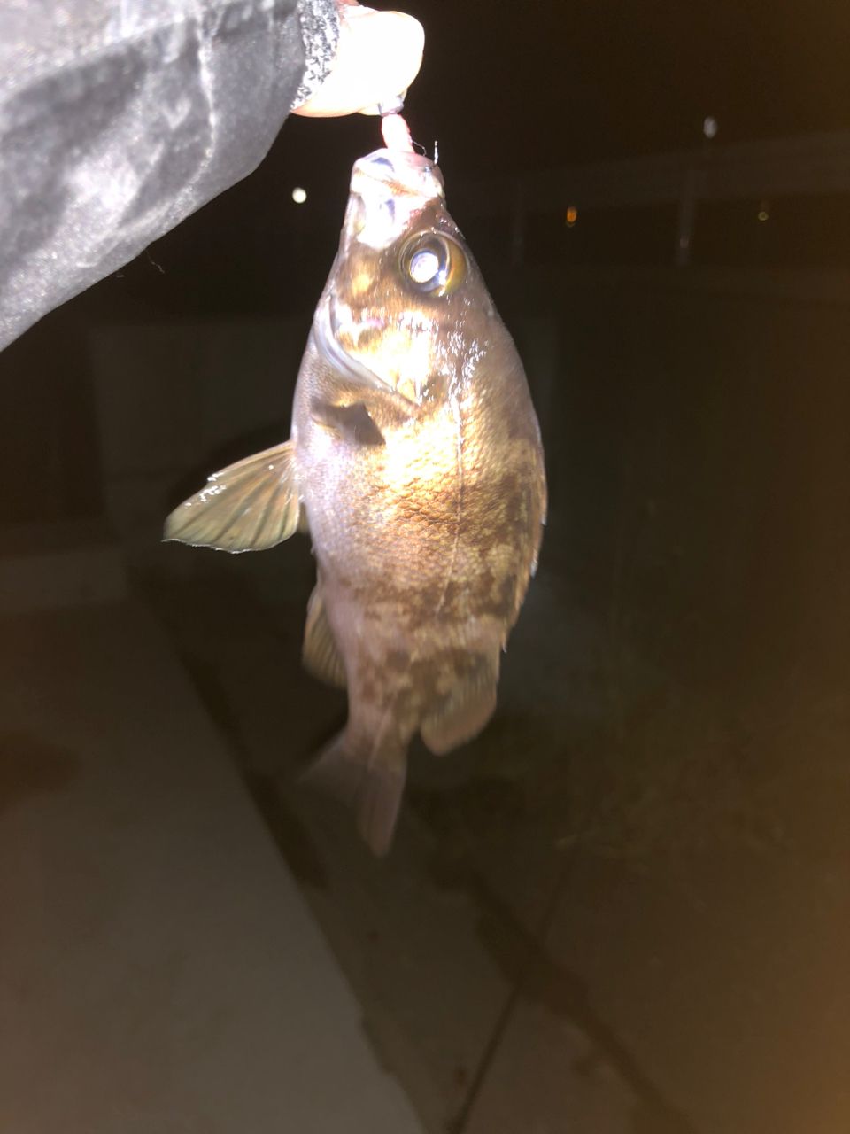 ベッコウゾイ